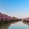 栃木県足利市の桜の開花予想はいつかな？