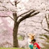 【動画あり】栃木県足利市の桜の名所、見所をまとめてみた