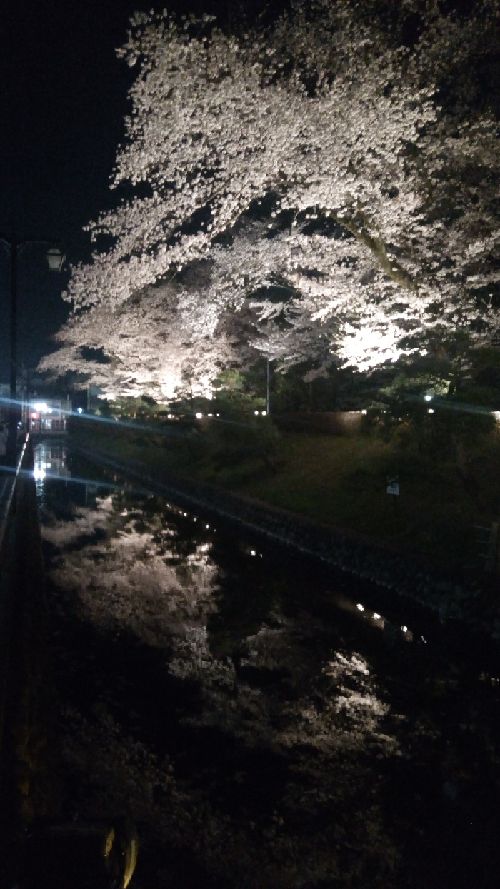 足利の夜桜の名所『鑁阿寺』にライトアップされた桜を見に行ってきました