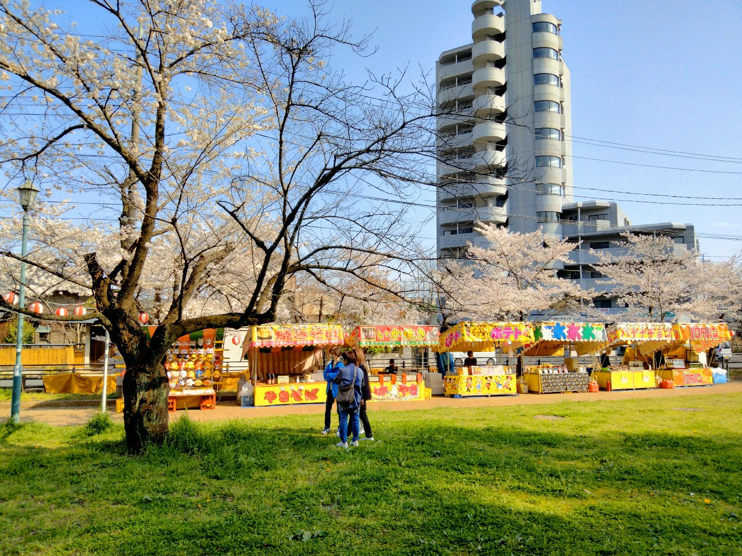 足利公園に桜を見に行きました